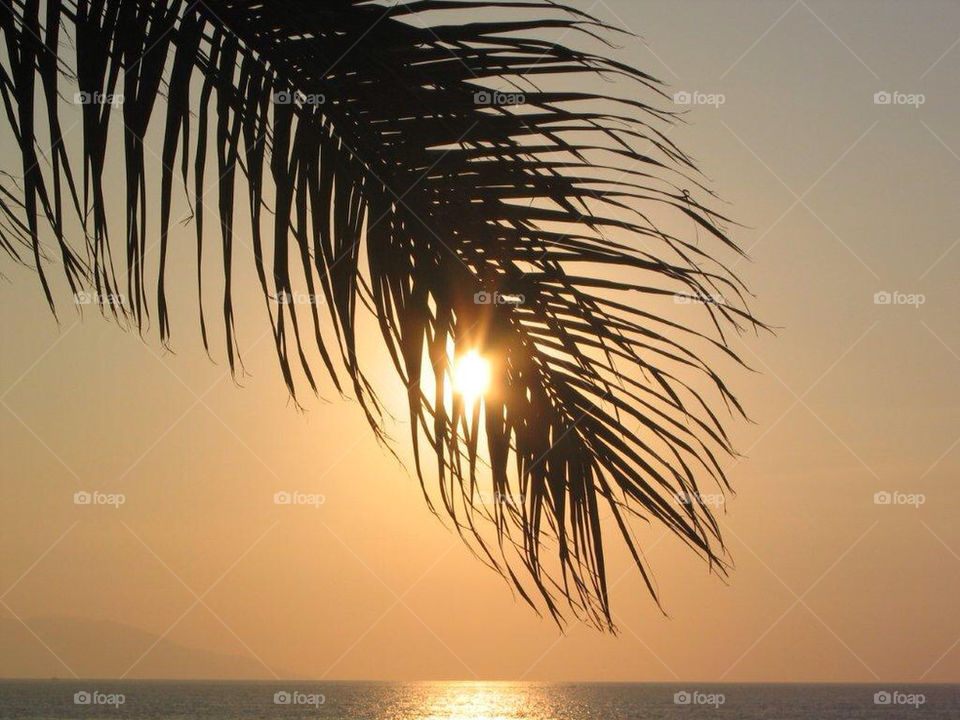 ocean tree sunset palm by mauimar