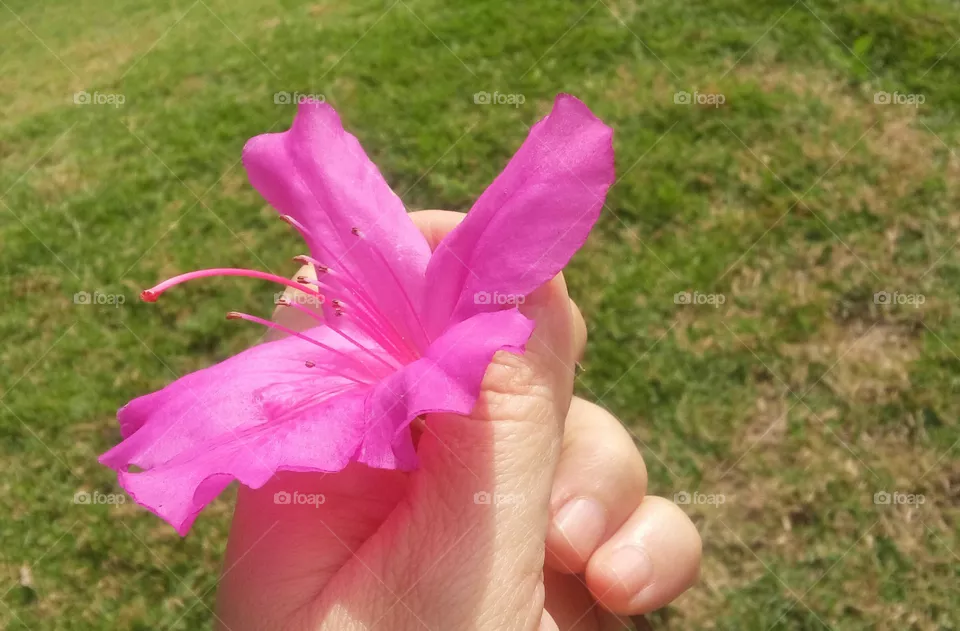 Flowers
