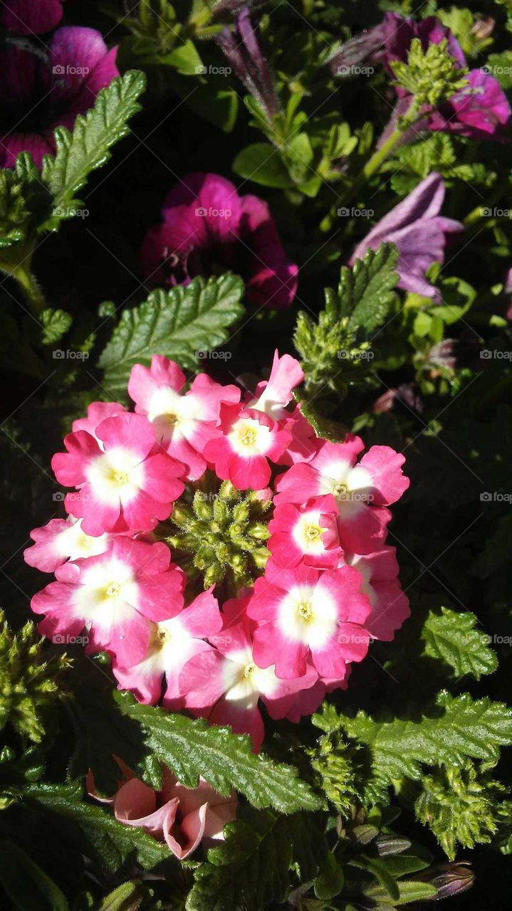 closeup of unique flower with cluster of tiny pink and white flowers in the sunshine