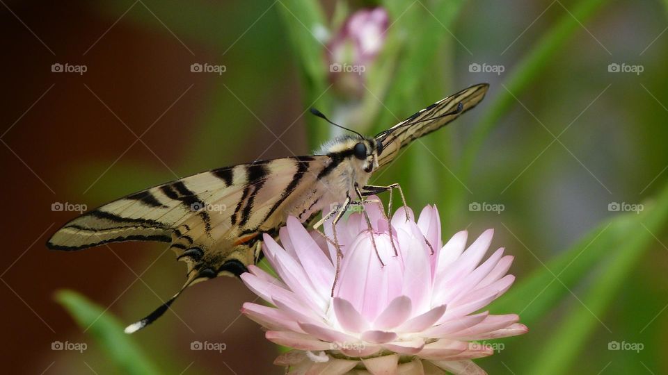 Butterfly and flower