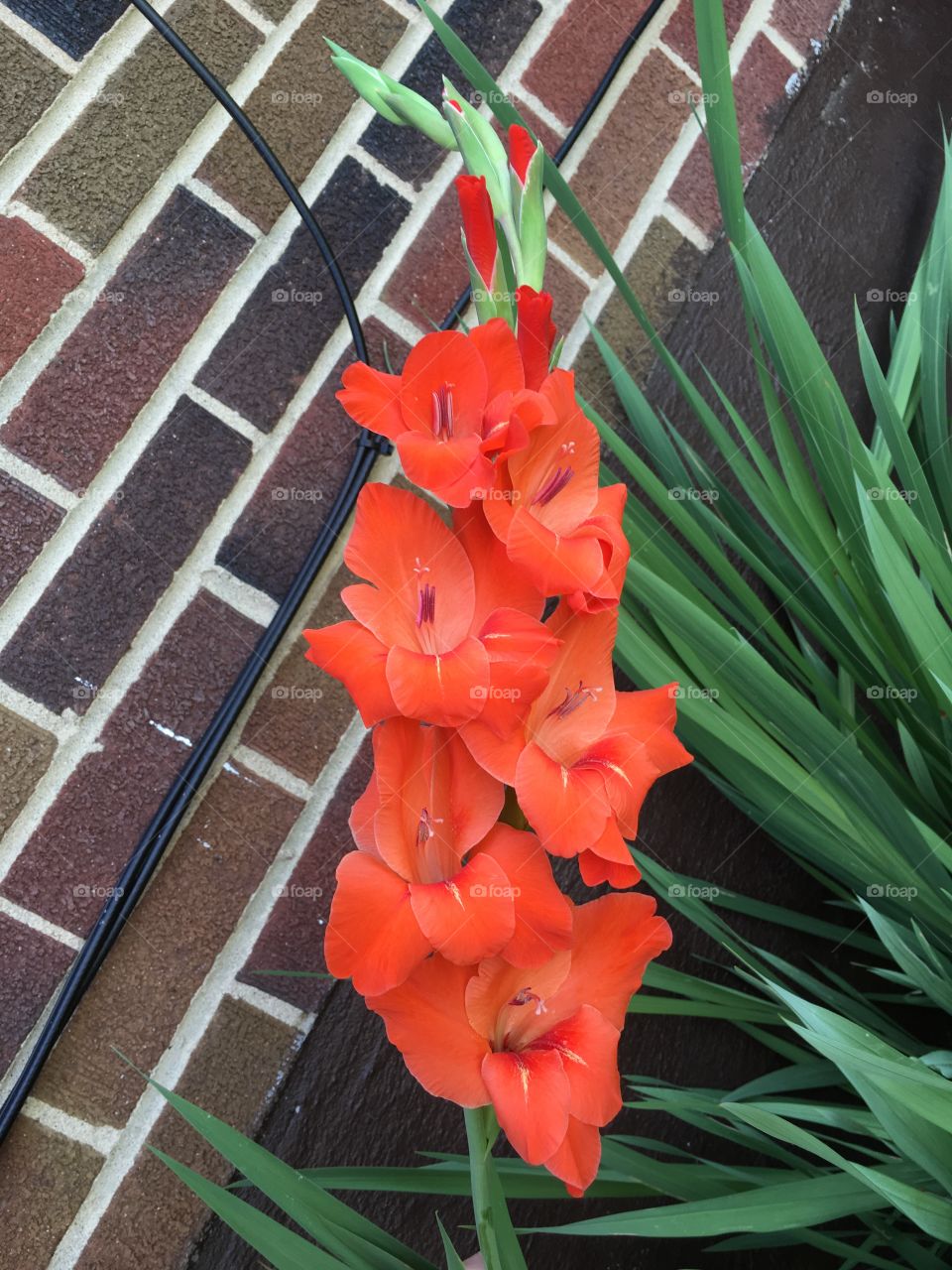 Red gladiolus 