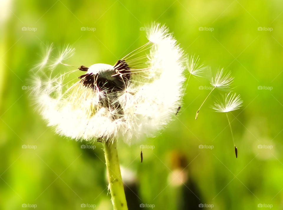 A dandelion with three of its petals clinging on in the wind. I love dandelions; where some see a weed, I see a wish.