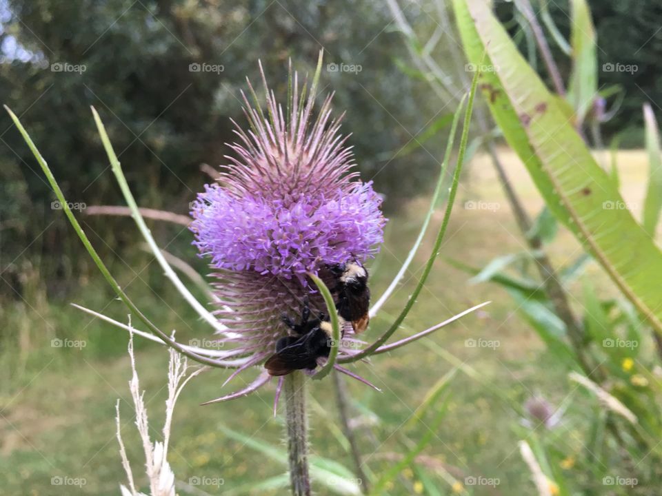 bumble bees on thistle 