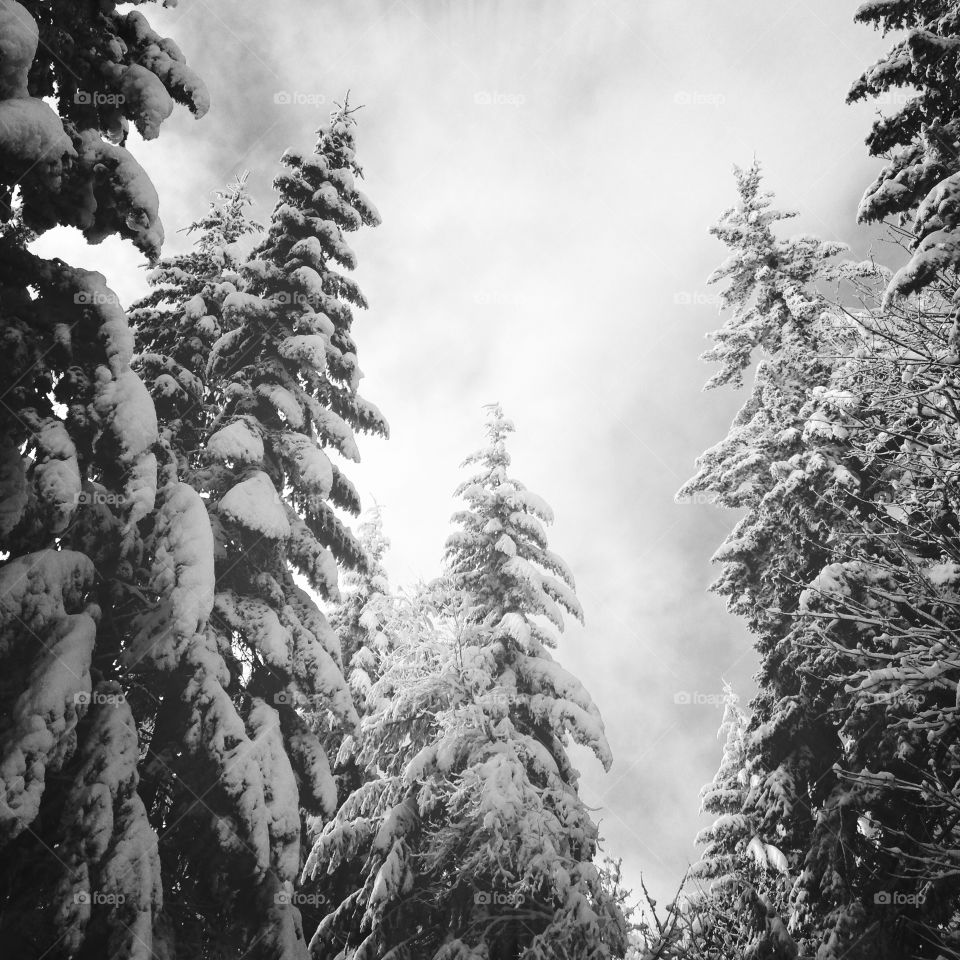 Snowy treetops in the woods. 