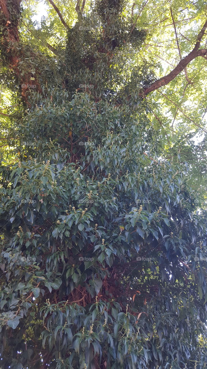 Wunder der Natur. Sogar Klettern kann sie.