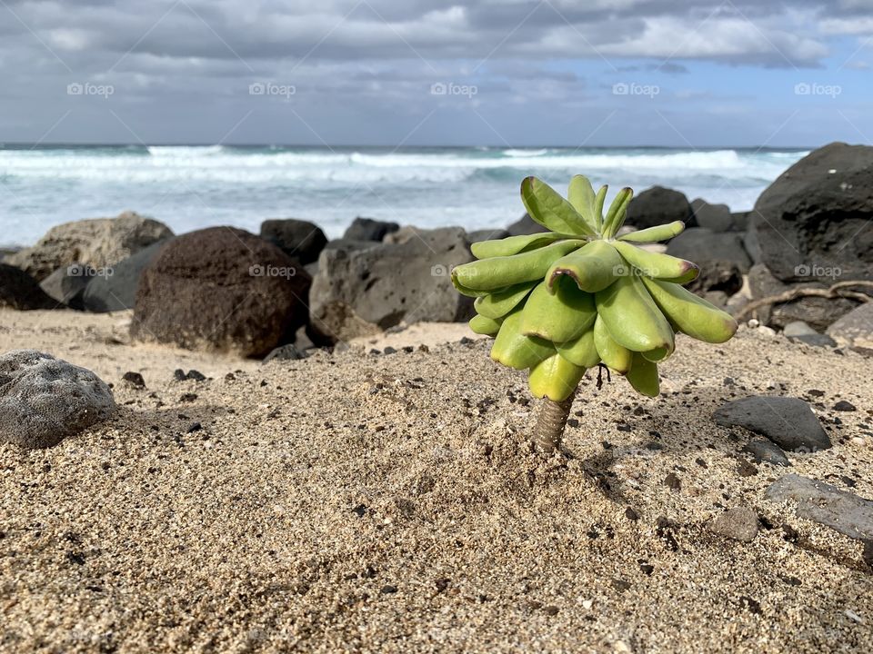 plant in sand