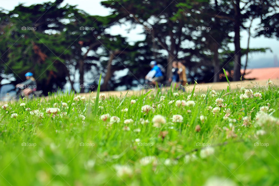 worm's eye view of poppy fields and blurred people biking, walking at the park in Fort Mason, San Francisco, summer days