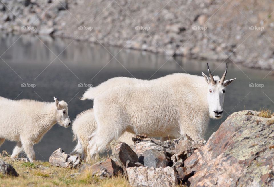 Mountain goat mom and her two babies on a summer day on the tundra of a mountain. An alpine lake and flowers set the scene as they walk by.