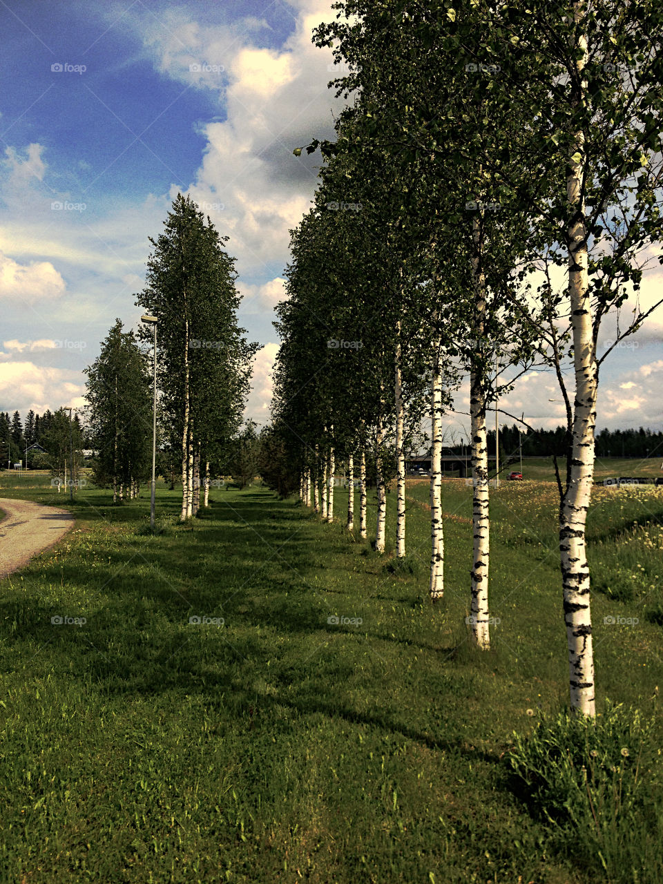 Birch alley. Young birch trees at summer