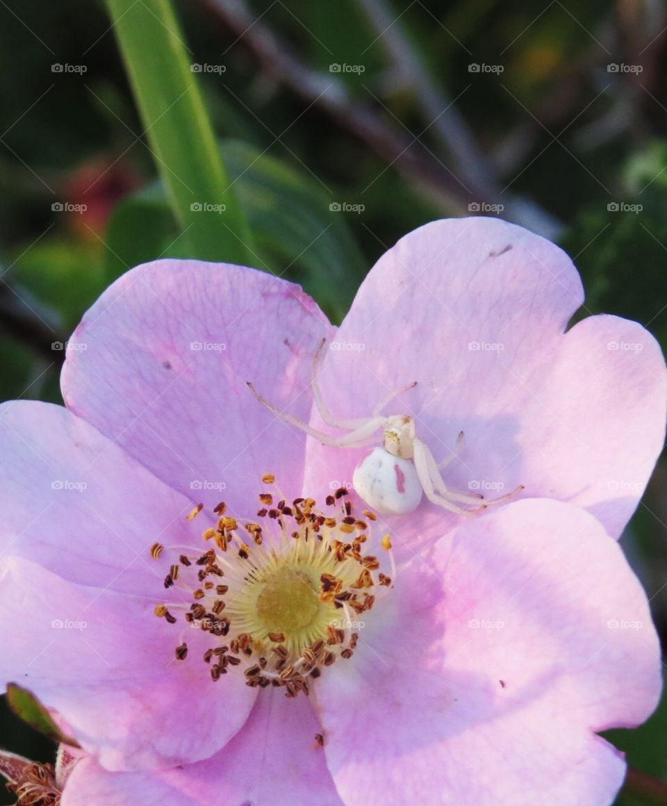 White spider on a pink flower
