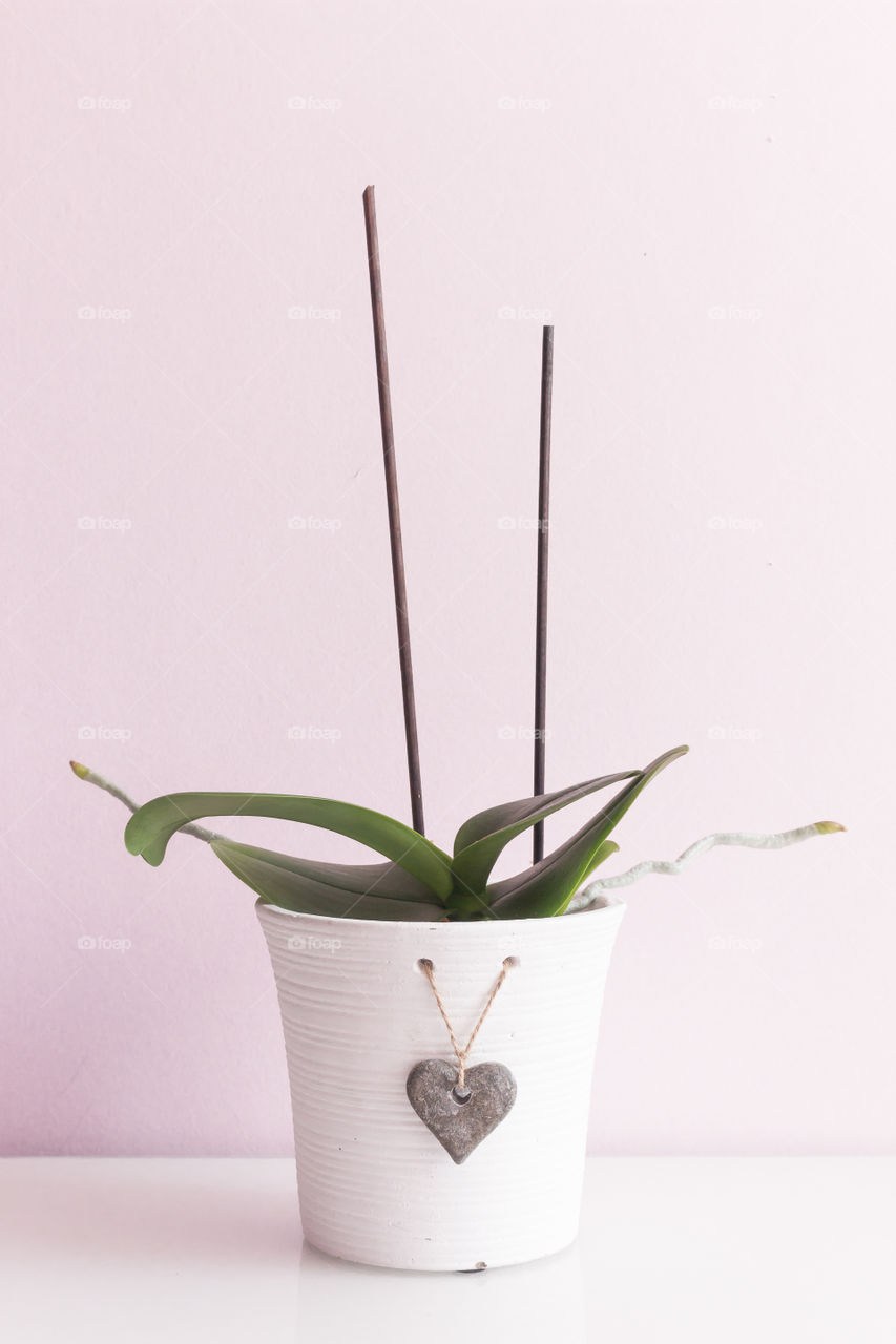 Orchid in a white flowerpot survived the winter, will soon start blooming again 