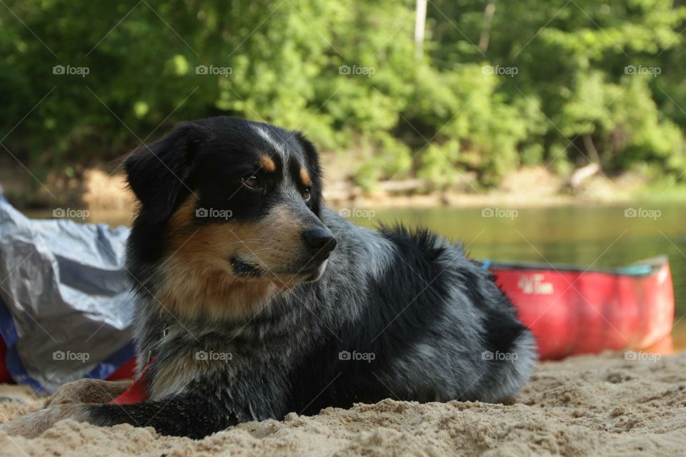Dog kayaking down a river and camping