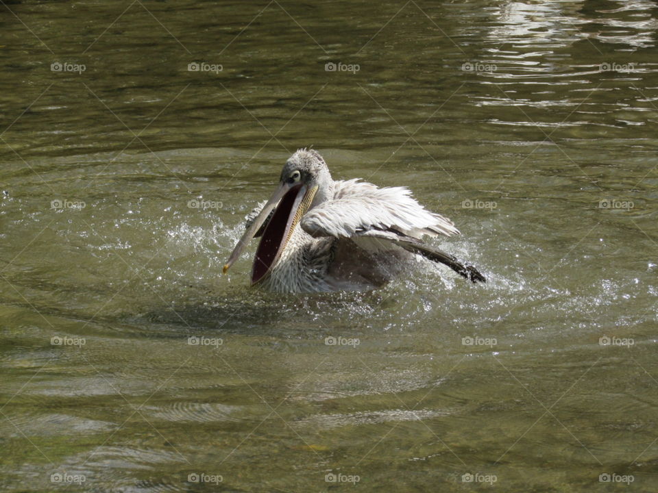 Pelican beak