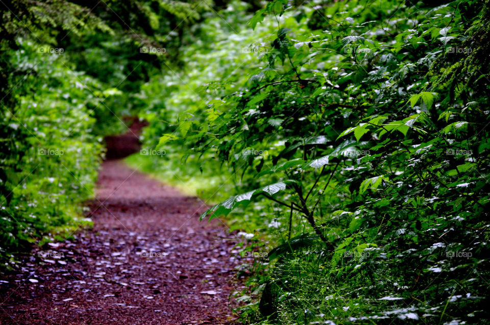 united states plants flora forest by refocusphoto