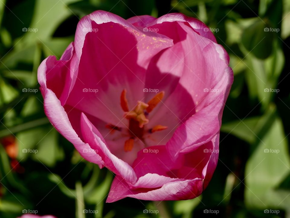 Tulip