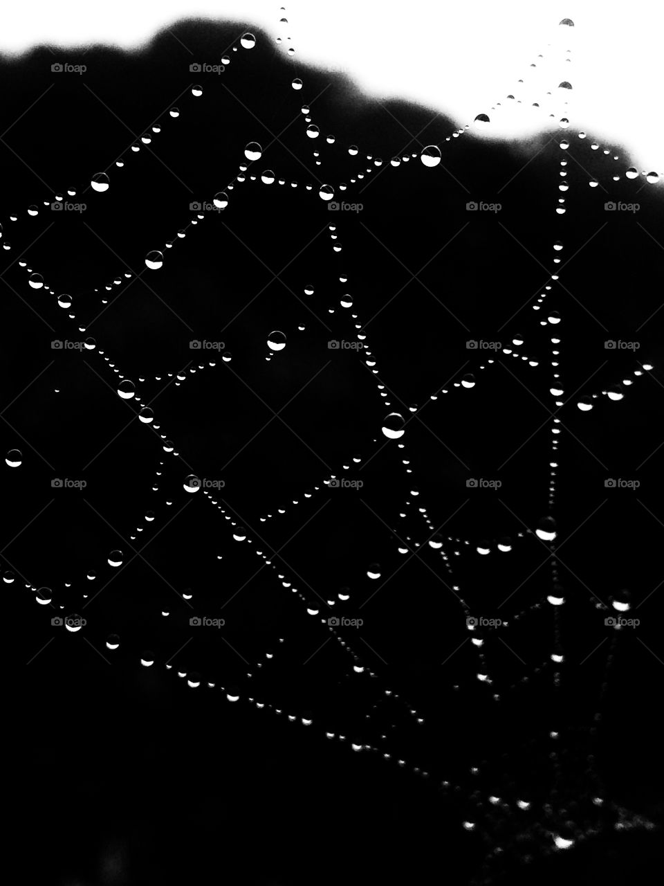 Morning dew and spiderweb