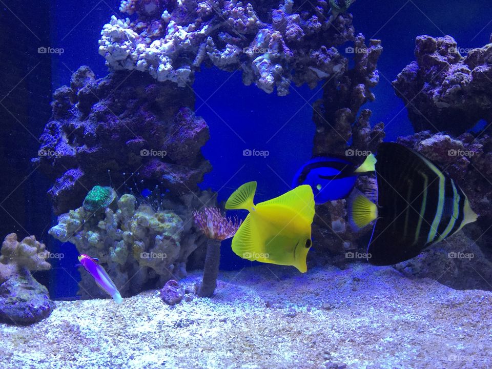 Yellow tang. Saltwater fish tank