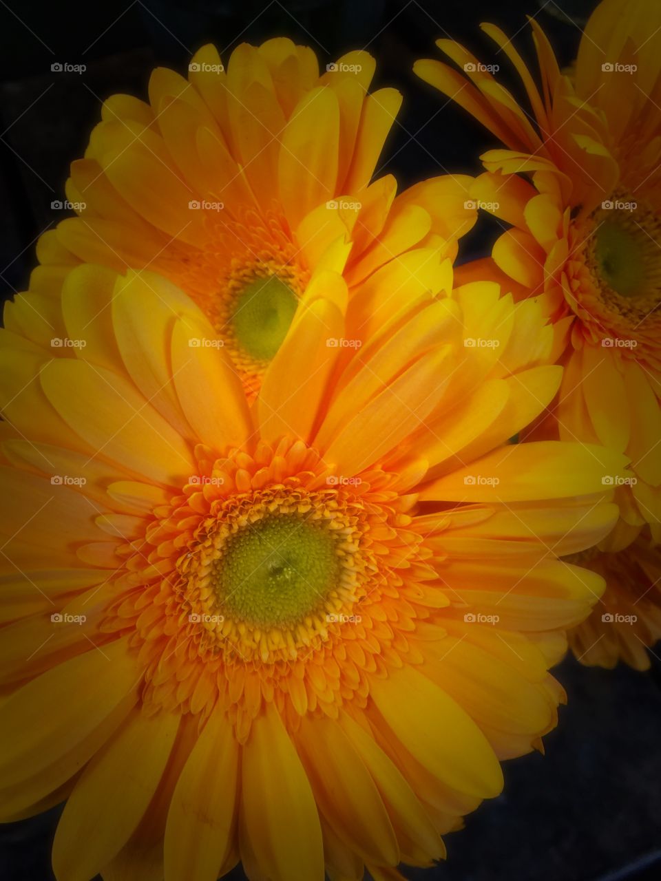 Yellow Daisy, spring flowers 