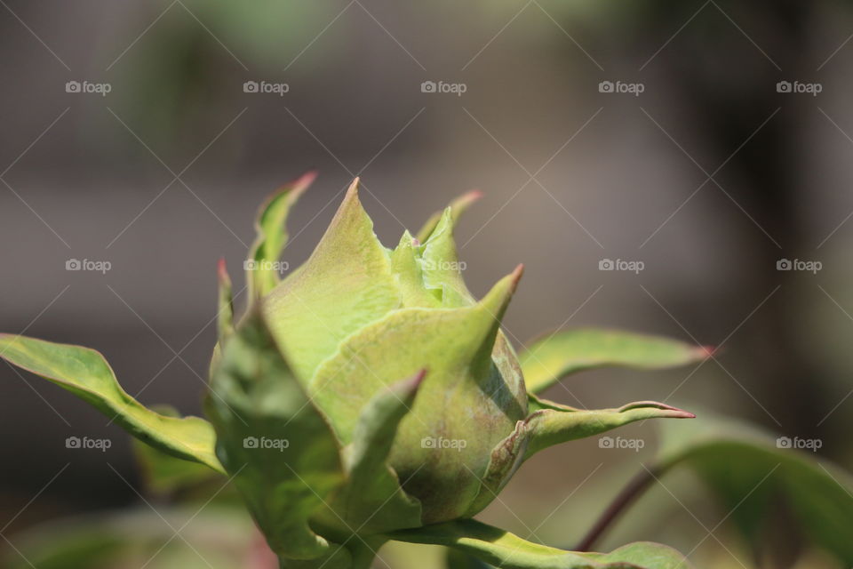 Close-up of rose bud