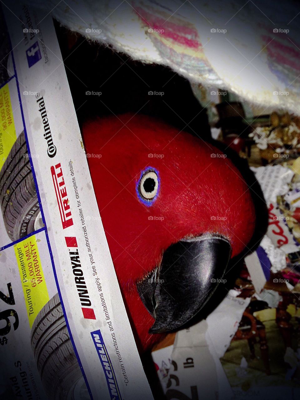 Peek-a-boo Parrot . My beautiful pet parrot is playing peekaboo. She entertains me and makes me happy everyday.