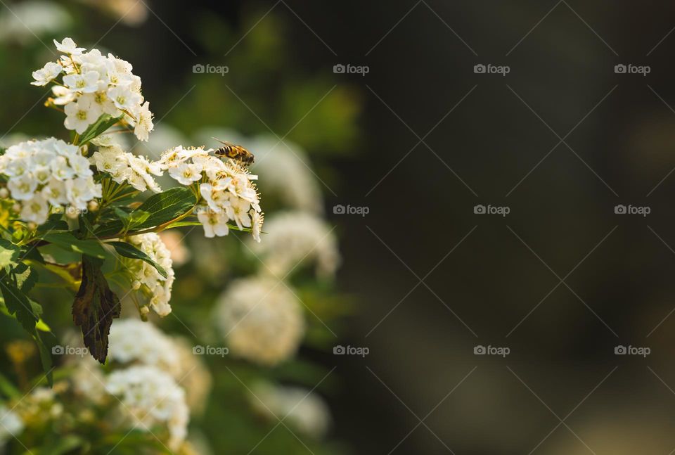 Capturing the process of honeybee collecting sweet nectar out of flower.