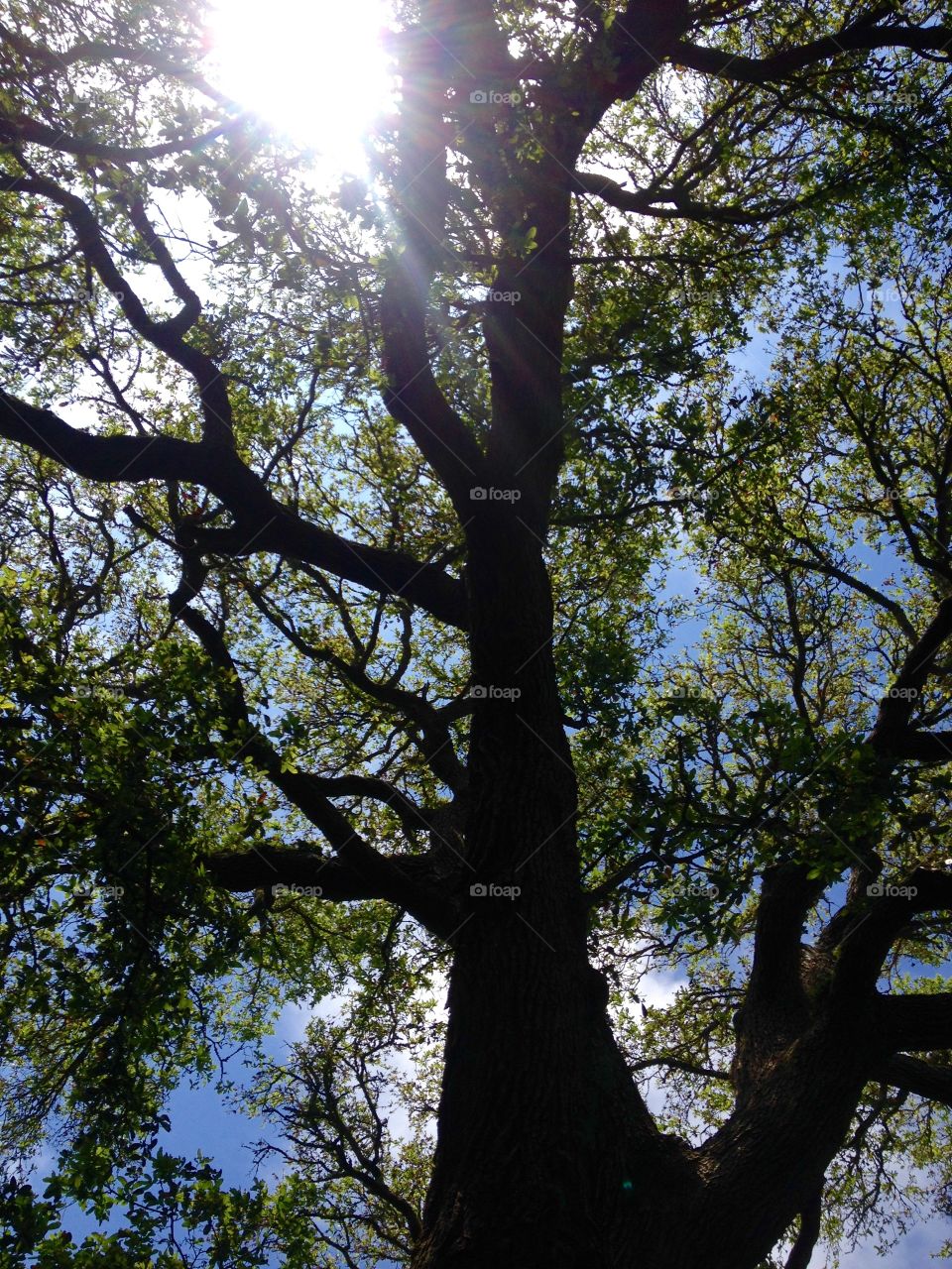 Site thru the branches . A look thru the Live Oak in our yard 