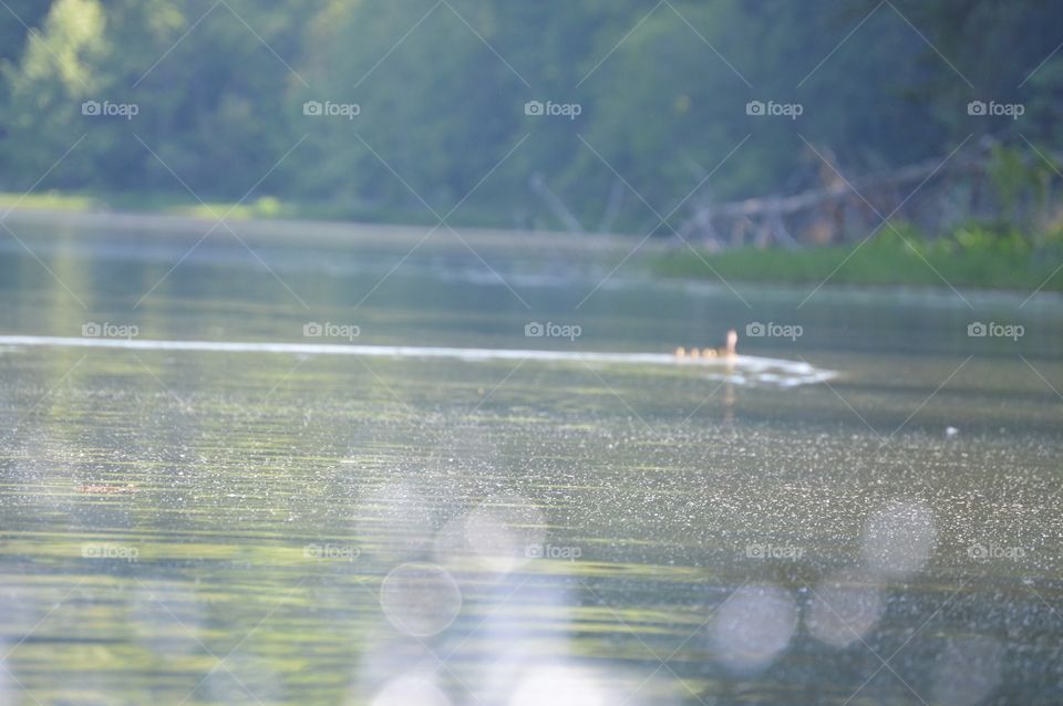 Got all my ducks in a row...💚
