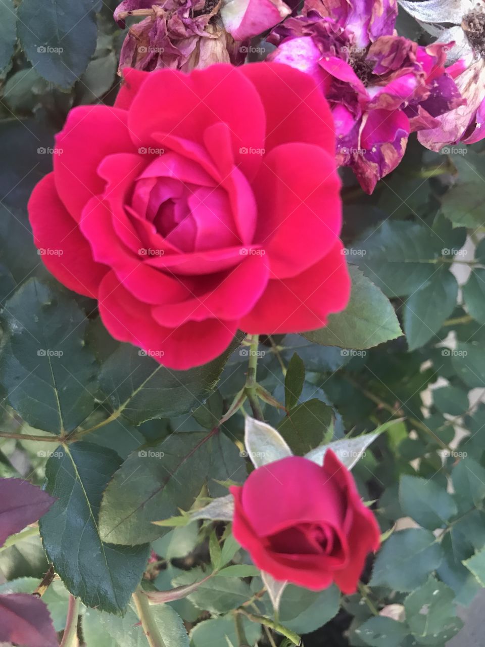 Red Rose bush 