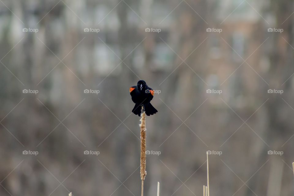 Red-winged Blackbird