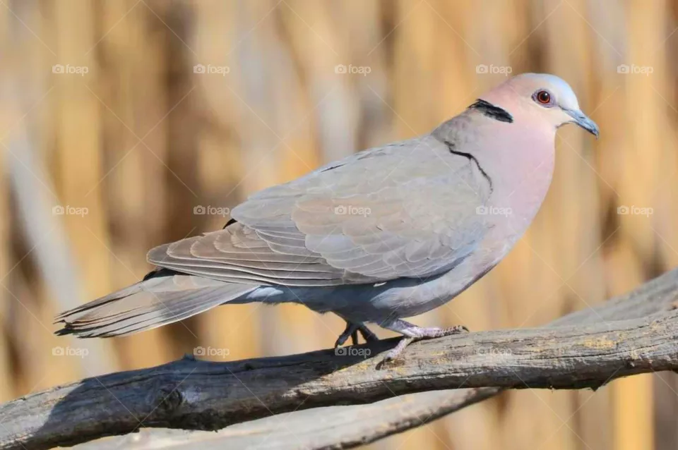 dove