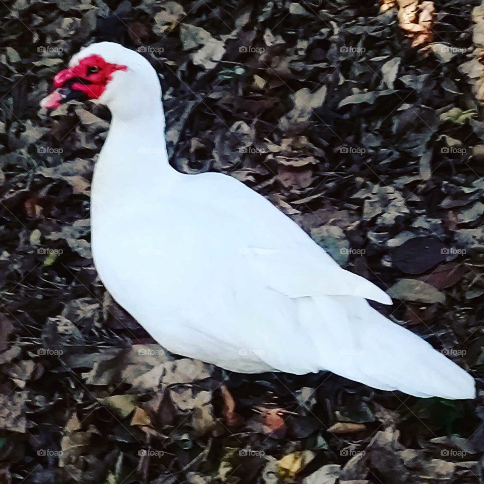 E o pato ficou quietinho para ser fotografado. A natureza nos permite cliques legais, gratuitos e inspirados para nosso relaxamento.