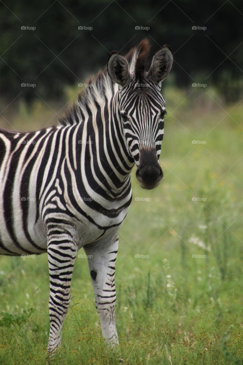 zebra