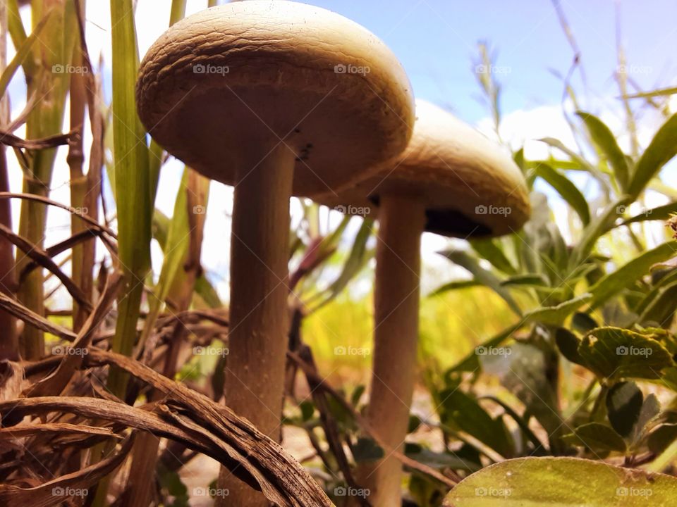 I was thing how amezing would be to hide from the sun undenith of them