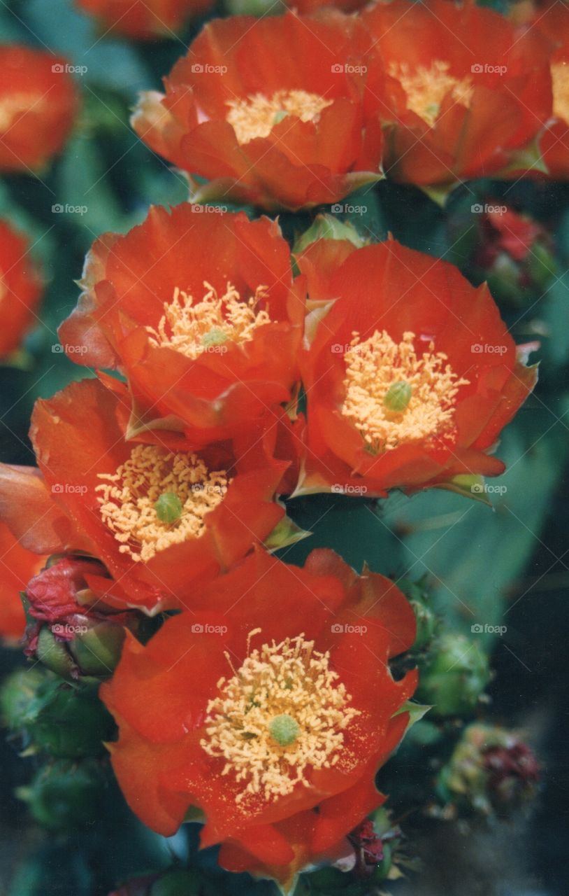 Orange Prickly Pear Cactus