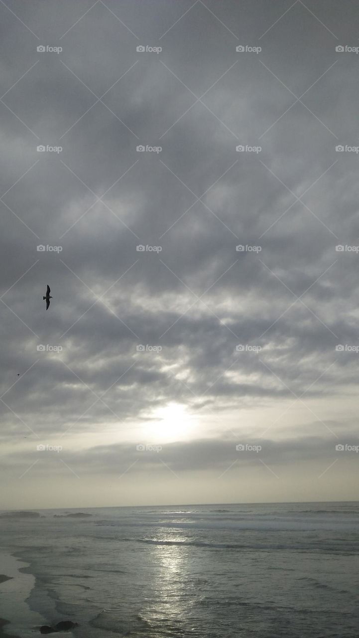 one beautiful seagull I flying passing high clouds.