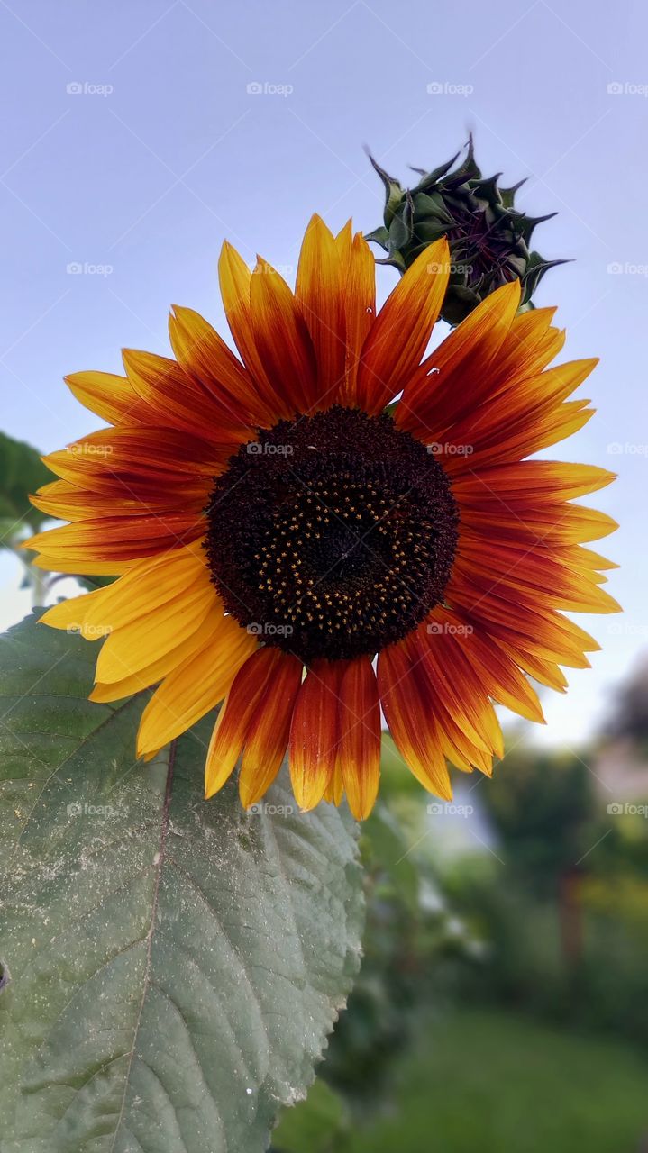 sunflower