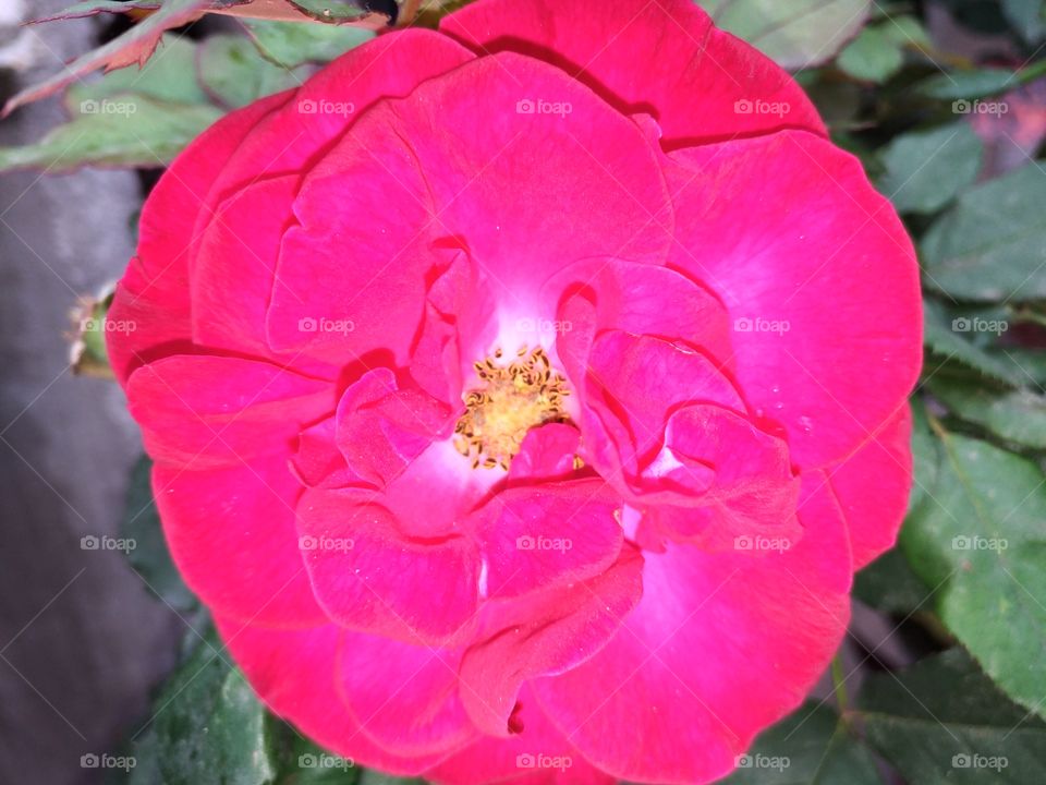 Rosa com efeito luminoso