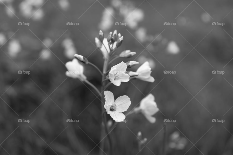 minimalist flower b/w