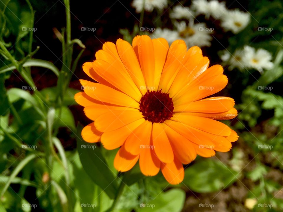 Orange flower