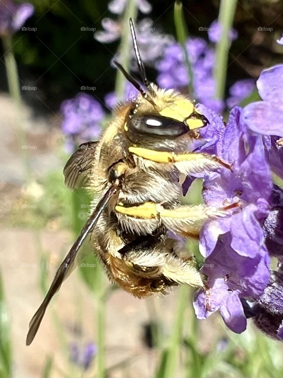 Bee