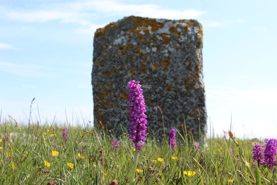 Utopia. From Alvaret, Sweden