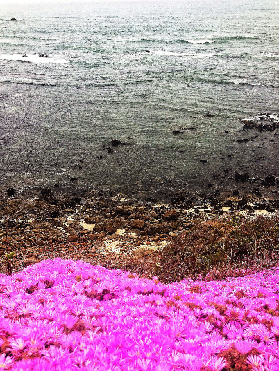 Purple iceplant overlooking cliff on California coast