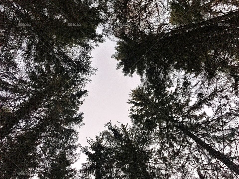 Looking up. The spruce tops