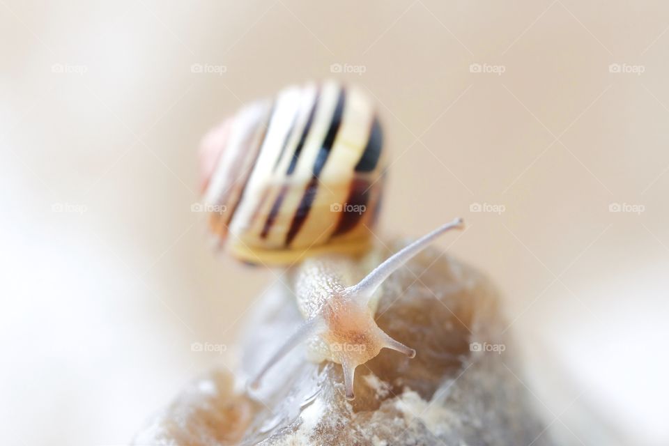 Snail