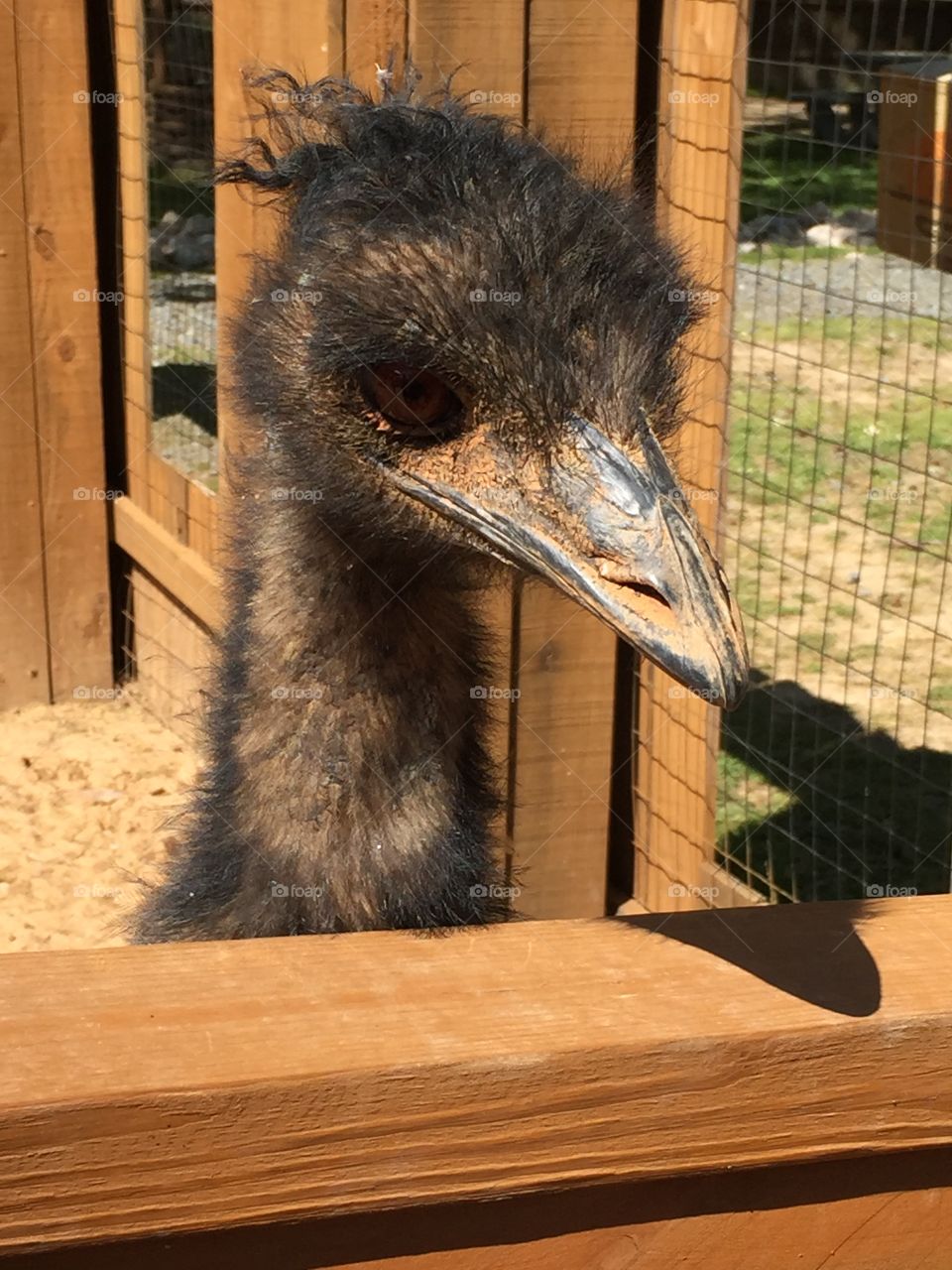 Up close emu 