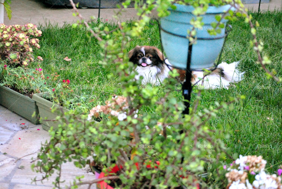 pekingese smiling, happy dog