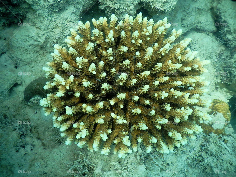 Sea plants under the sea