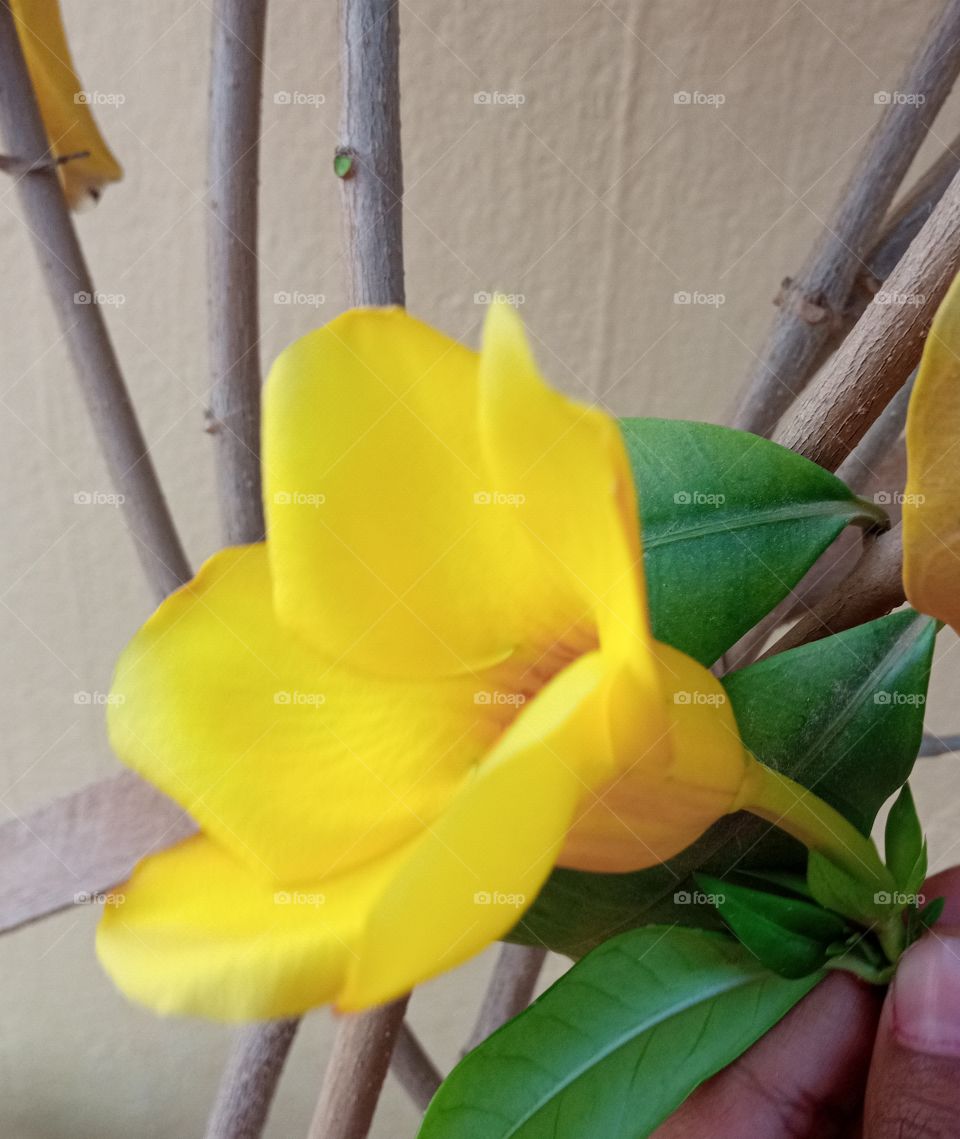 beautiful yellow🟡 morning glory flower