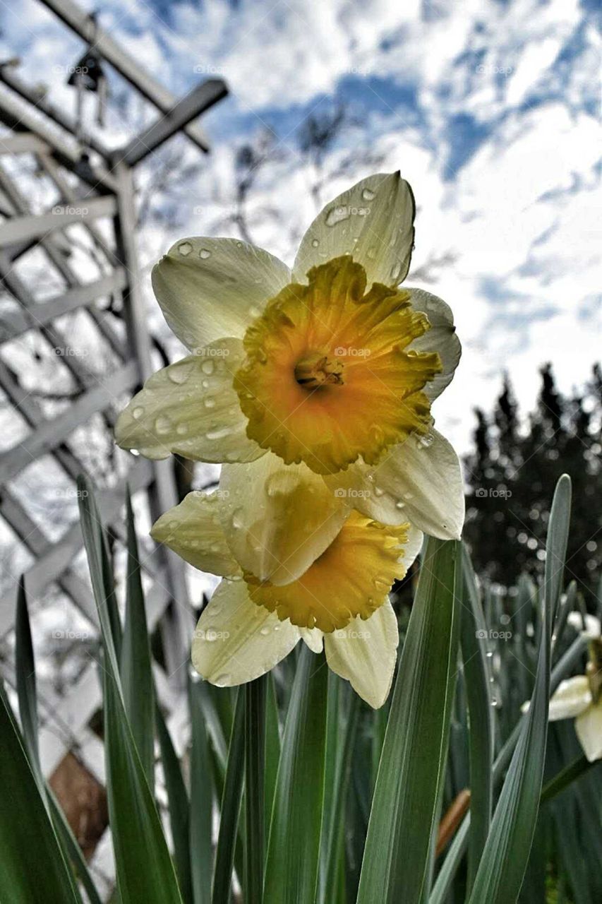 Wet Daffodils