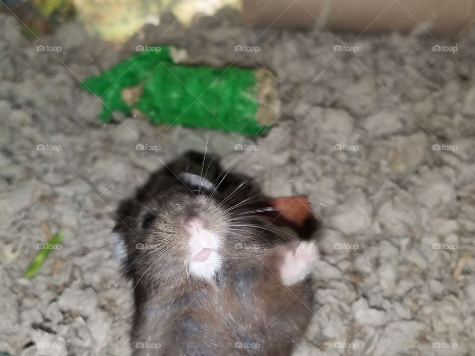 hamster says hi